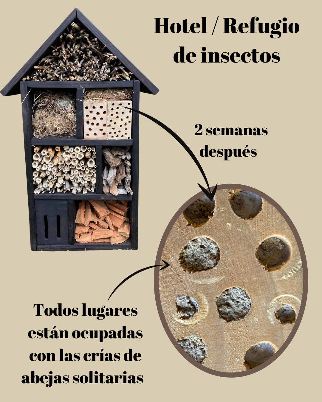 Hotel de insectos, modelo Bombus